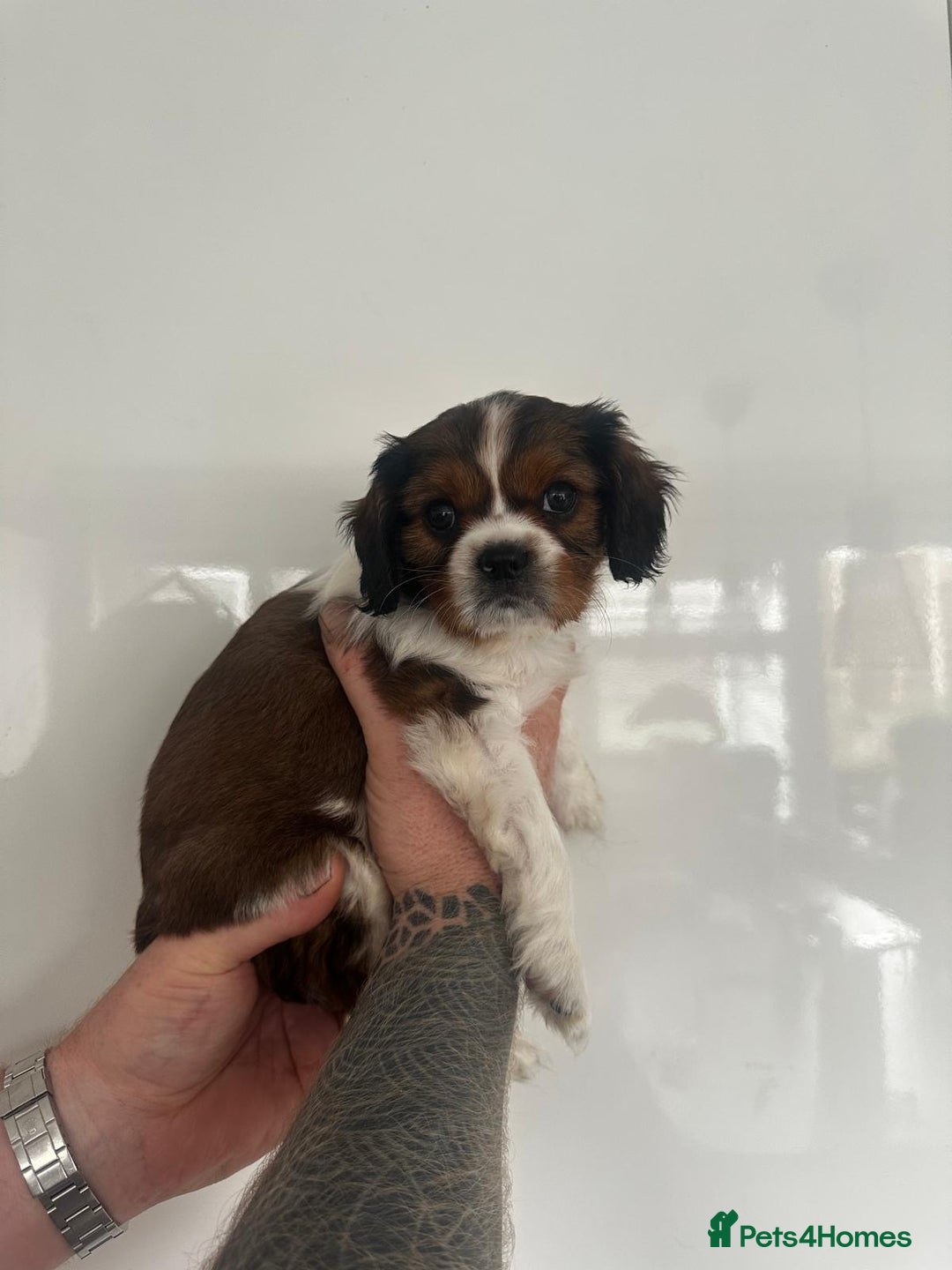 Cavalier King Charles Spaniel dogs for sale: 5 beautiful cavalier King Charles spaniel puppies - Image 20