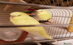 Budgerigars birds for sale:  Lutino budgies  - Image 1