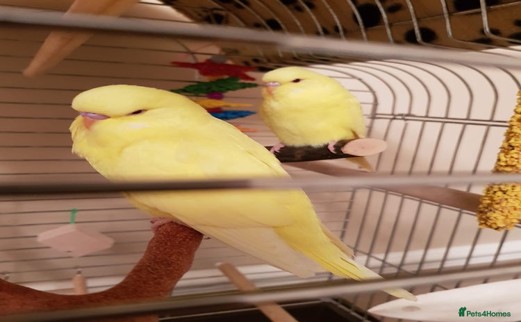 Budgerigars birds - Advert 1