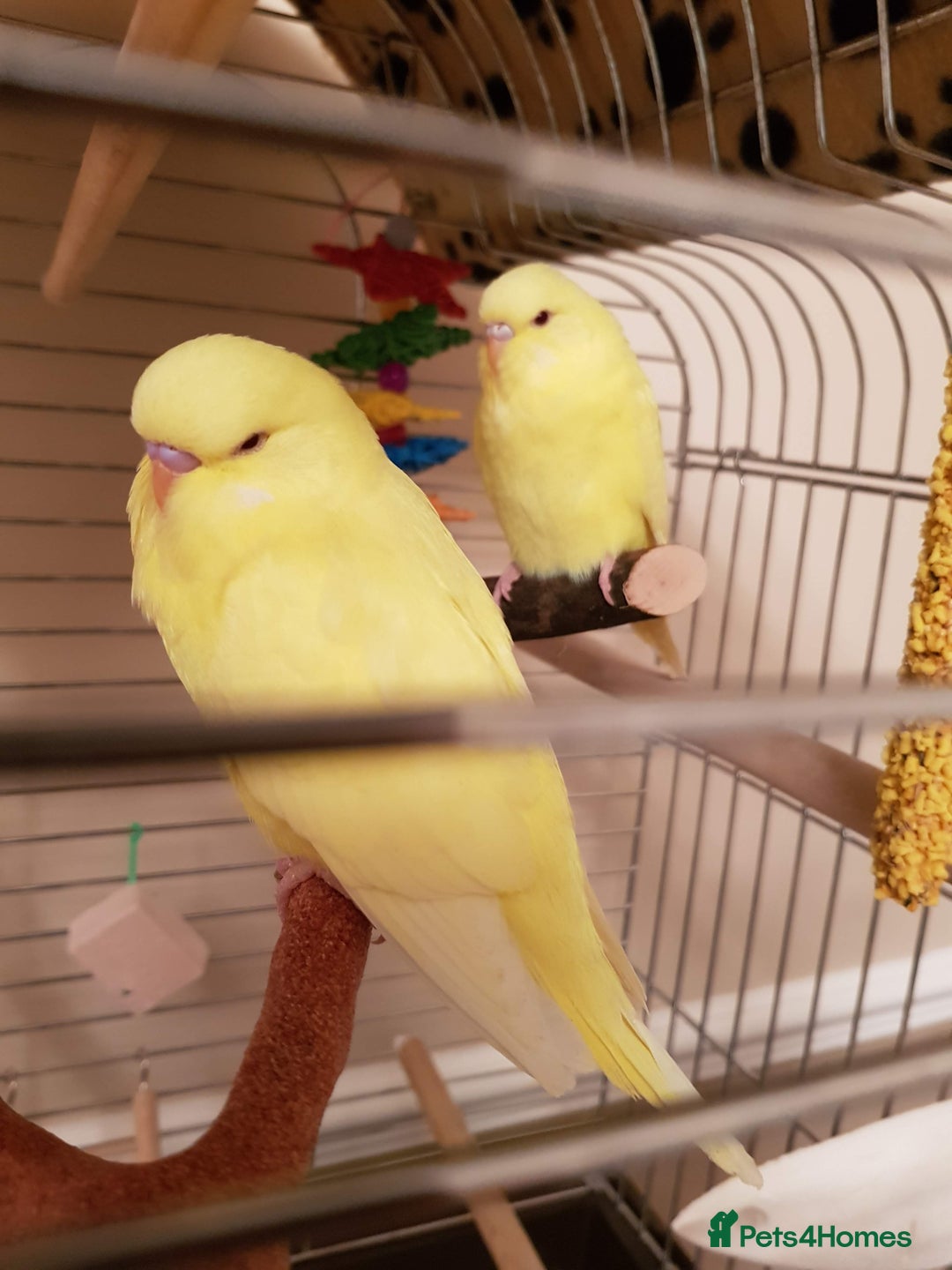Budgerigars birds for sale:  Lutino budgies  - Image 1