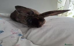 Rex rabbits for sale: Male Rabbit - Image 2