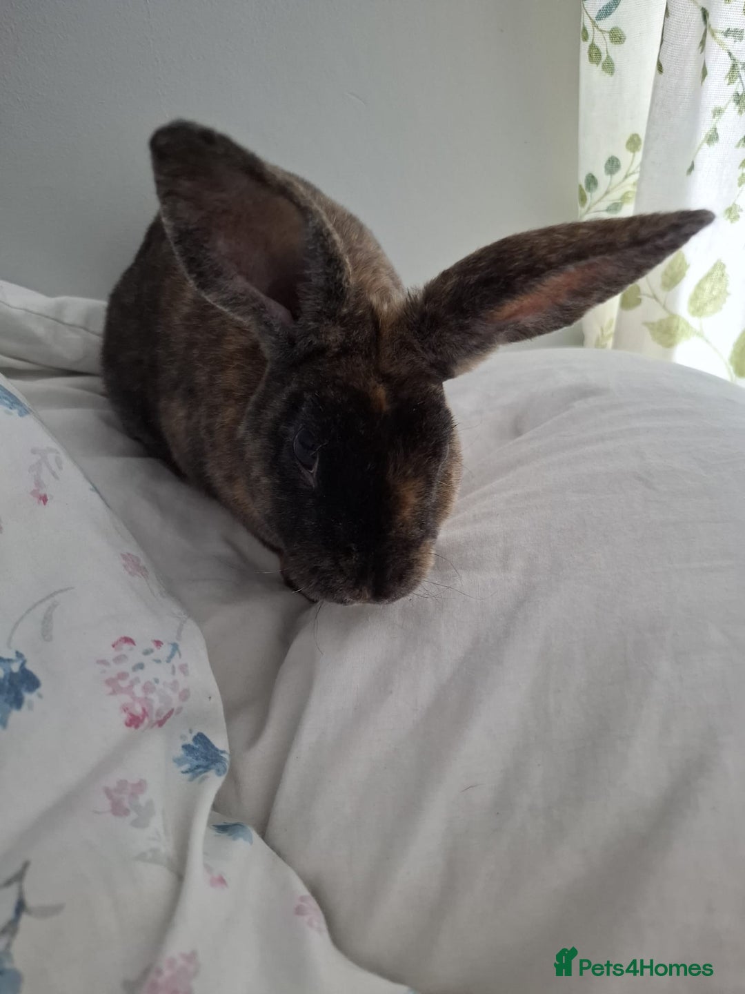 Rex rabbits for sale: Male Rabbit - Image 2