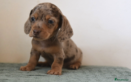 Miniature Dachshund dogs for sale: Mini smooth dachshunds  - Image 18