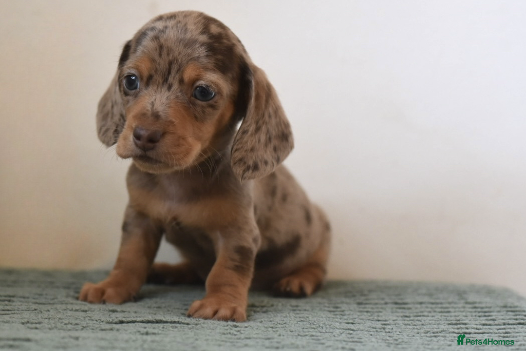 Miniature Dachshund dogs for sale: Mini smooth dachshunds  - Image 18