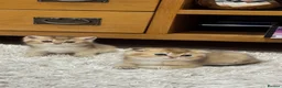 British Shorthair cats for sale: Scottish golden chinchilla ready for new homes  - Advert 23