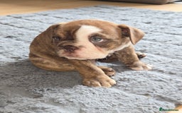 English Bulldog dogs for sale: English Bulldog puppie- Chocolate/tan & Brindle - Image 21