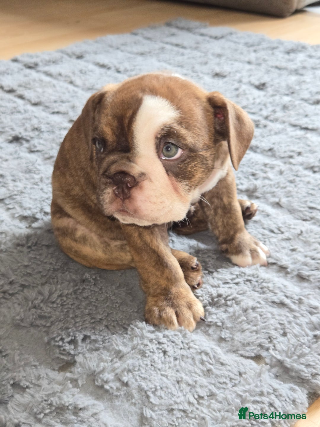 English Bulldog dogs for sale: English Bulldog puppie- Chocolate/tan & Brindle - Image 21