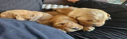 Golden Retriever dogs for sale: 5 Beautiful boys in Abingdon - Advert 6