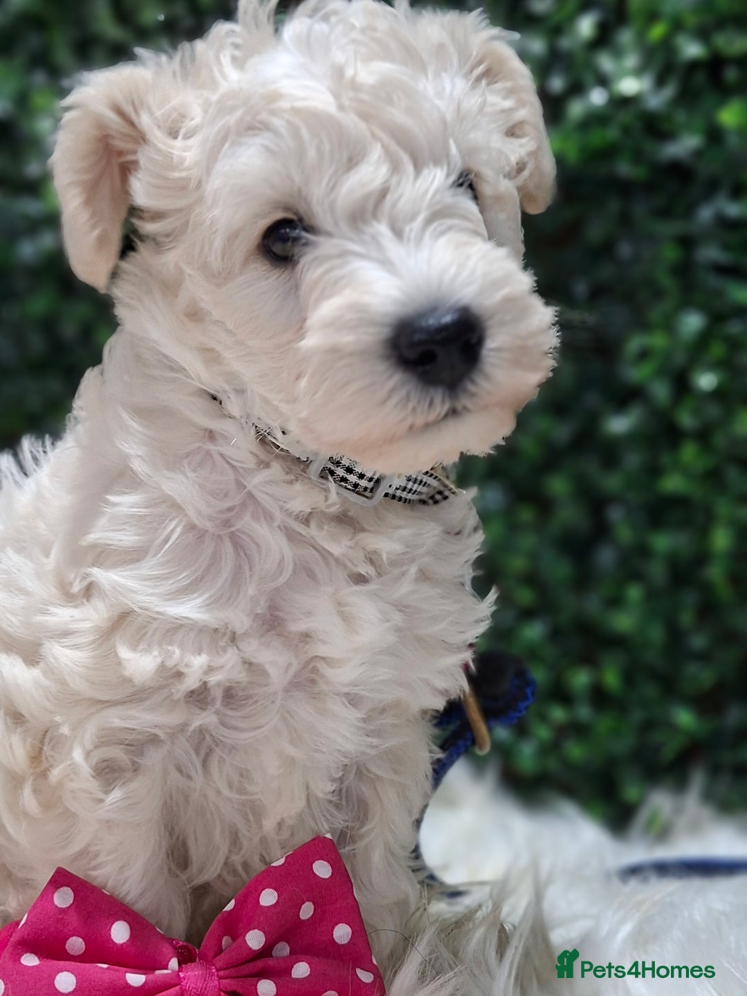 Mixed Breed dogs for sale: ✨ Exceptional Toy Schnoodle Puppies Available ✨ - Advert 11