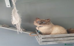 Ragdoll cats for stud: *Stud*gccf/tica entire active bluepoint ragdoll in Oldham - Image 3
