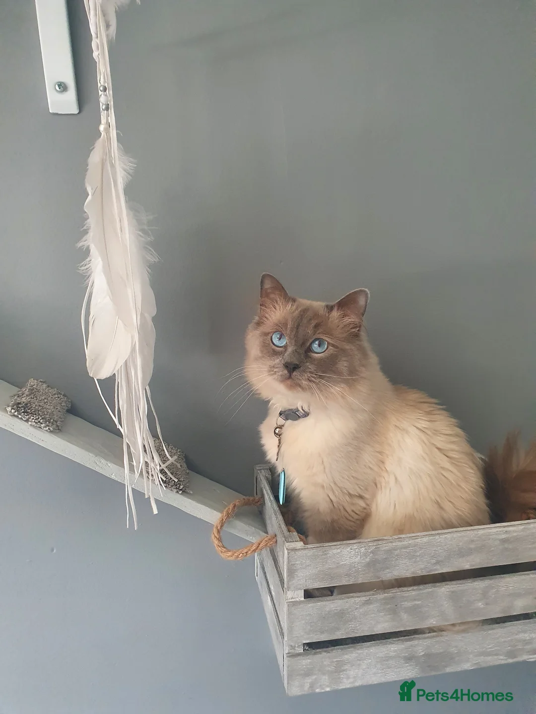 Ragdoll cats for stud: *Stud*gccf/tica entire active bluepoint ragdoll in Oldham - Advert 3