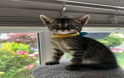 Maine Coon cats for sale: Mainecoon x  - Image 1