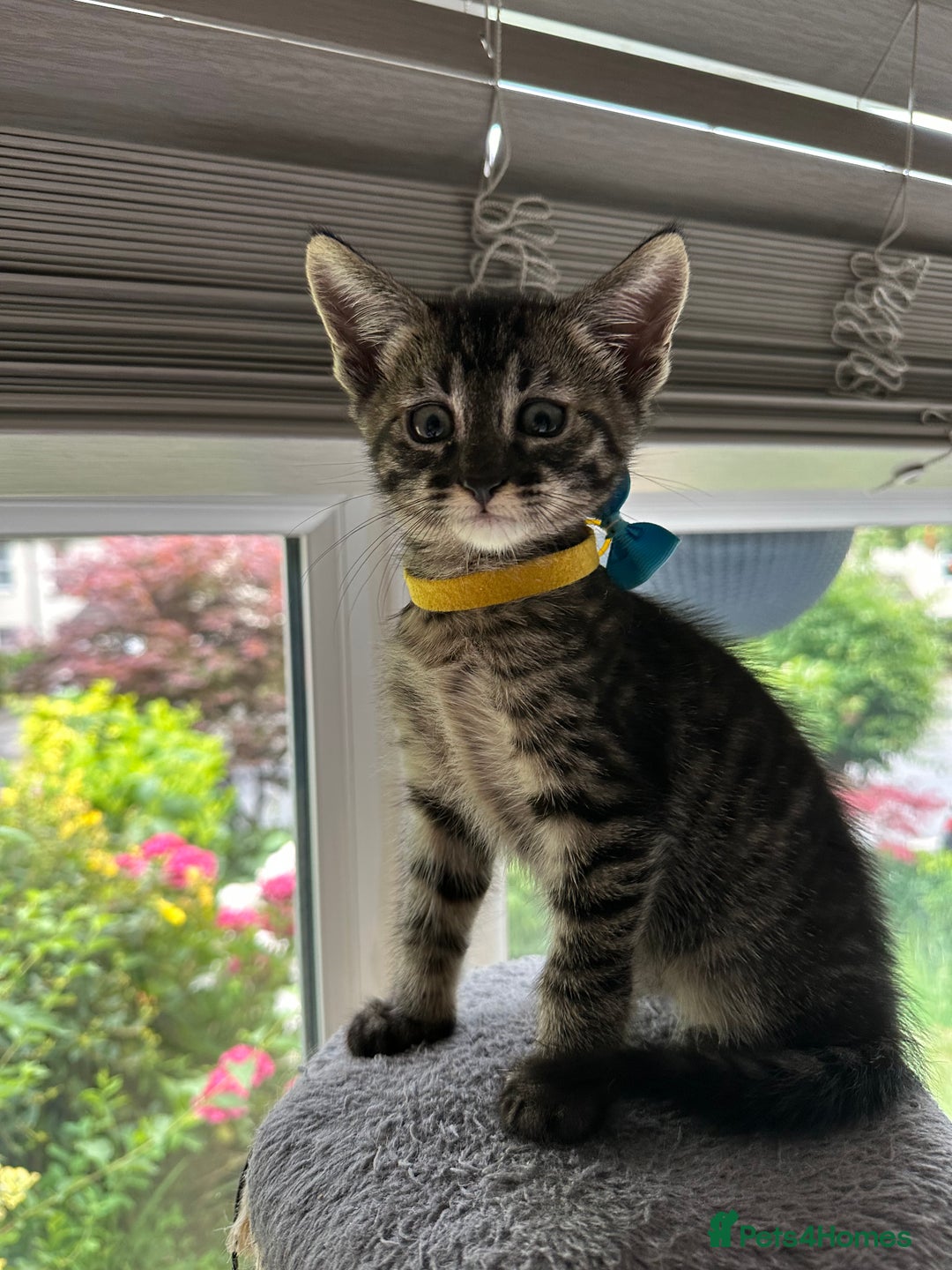 Maine Coon cats for sale: Mainecoon x  - Image 1