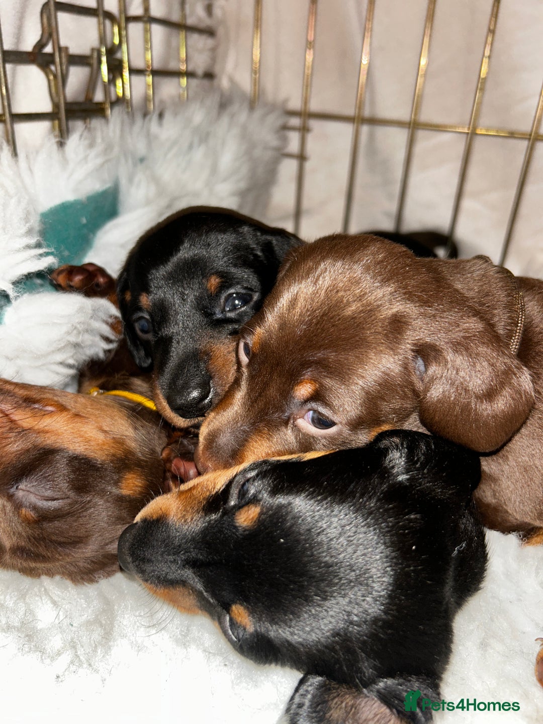 Miniature Dachshund dogs for sale: Miniature Smooth Dachshund puppies  - Image 6