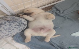 Labrador Retriever dogs for sale: Labrador puppies - Image 8
