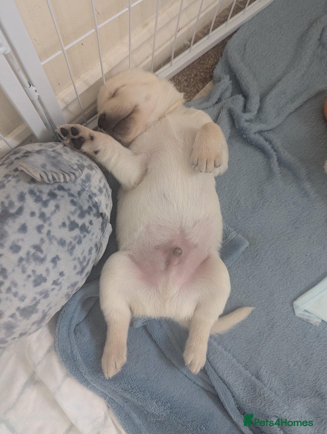 Labrador Retriever dogs for sale: Labrador puppies - Image 8