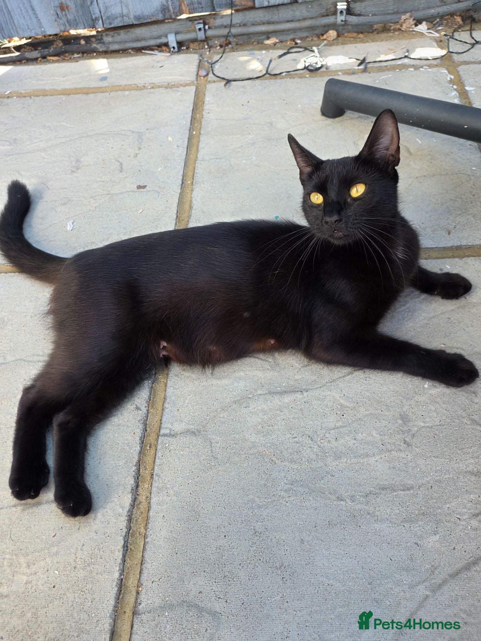 Mixed Breed cats 3 Boy Kittens Available  - Advert 1