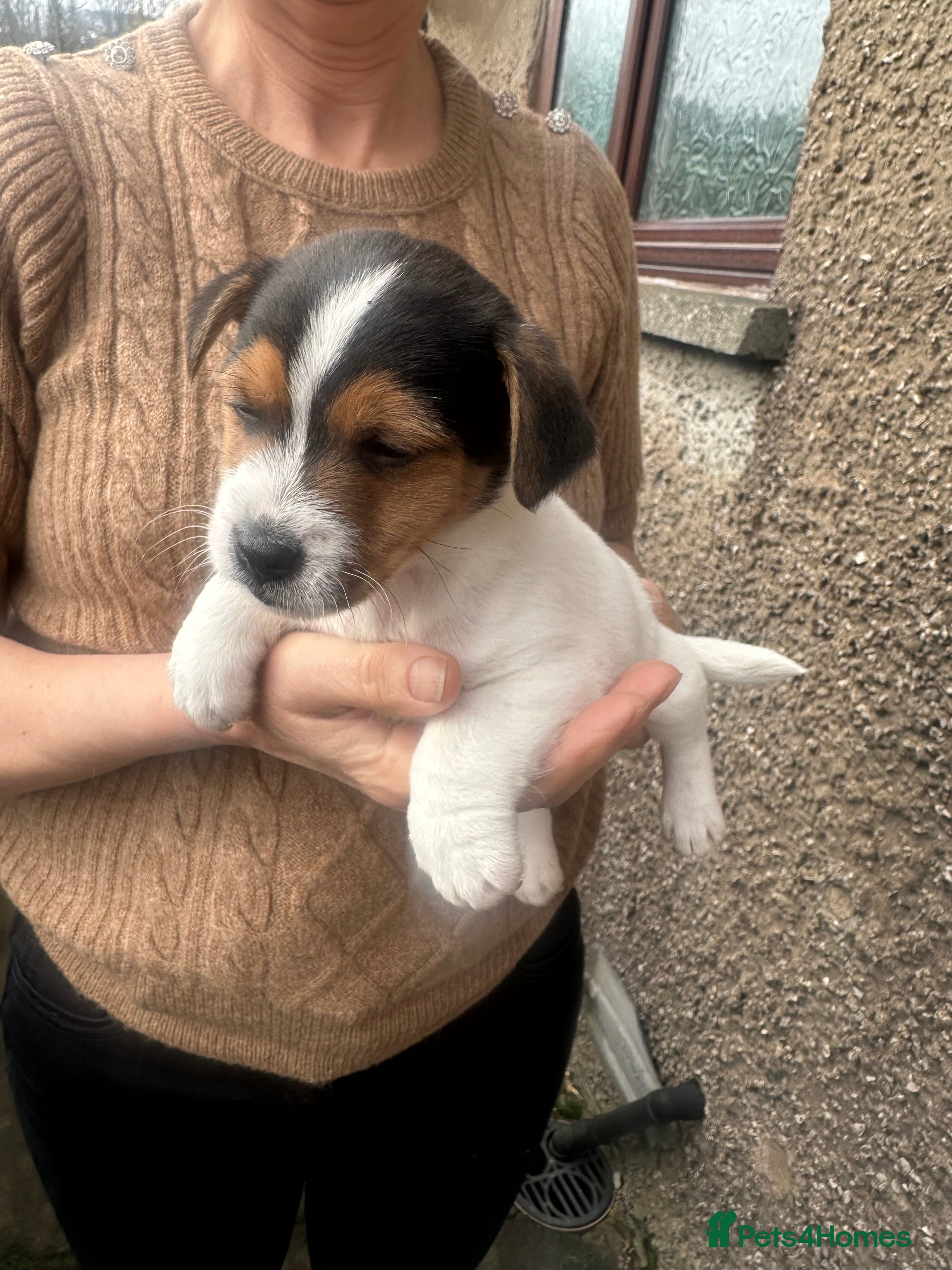 Jack Russell dogs Jack Russell puppies for sale - Advert 16