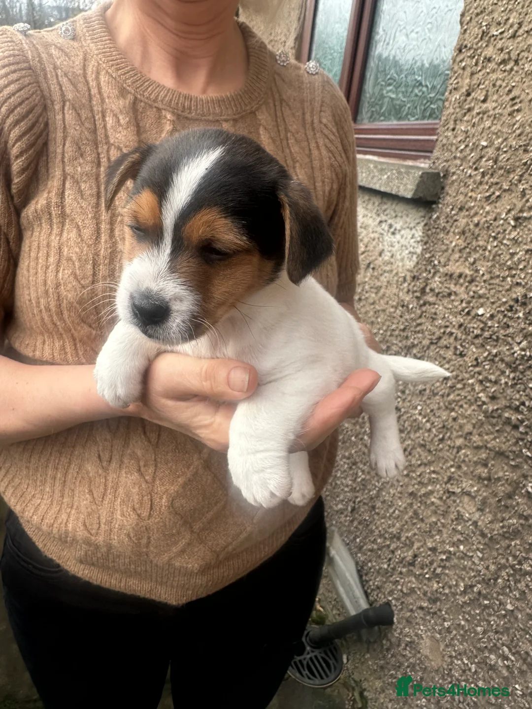 Jack Russell dogs for sale: Jack Russell puppies for sale - Advert 1