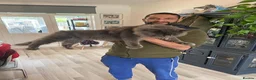 Maine Coon cats for sale: Amazing Maine Coon boys  - Advert 5