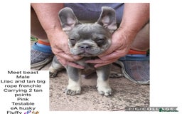 French Bulldog dogs for sale: ** frenchies  - Image 2