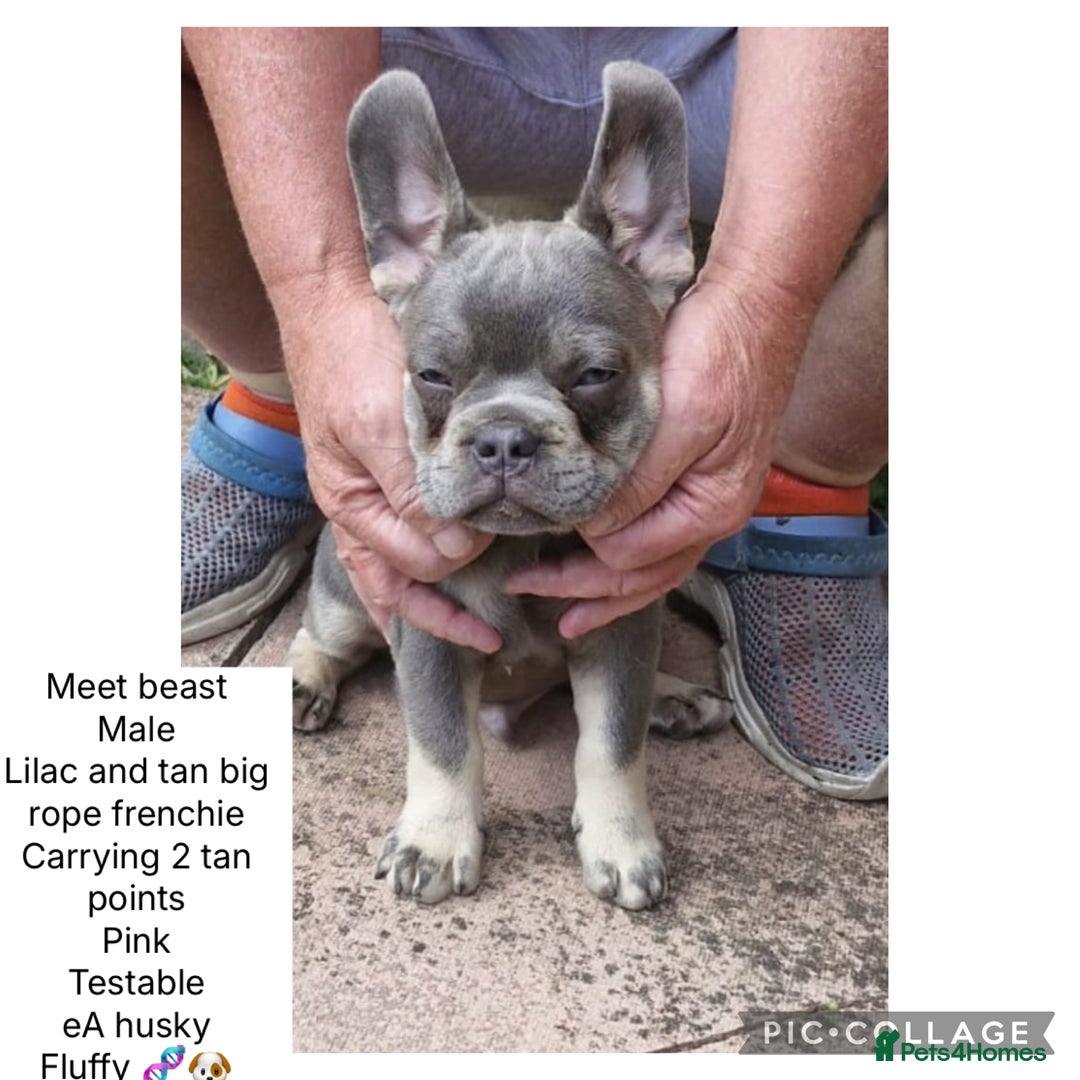 French Bulldog dogs for sale: ** frenchies  - Image 2