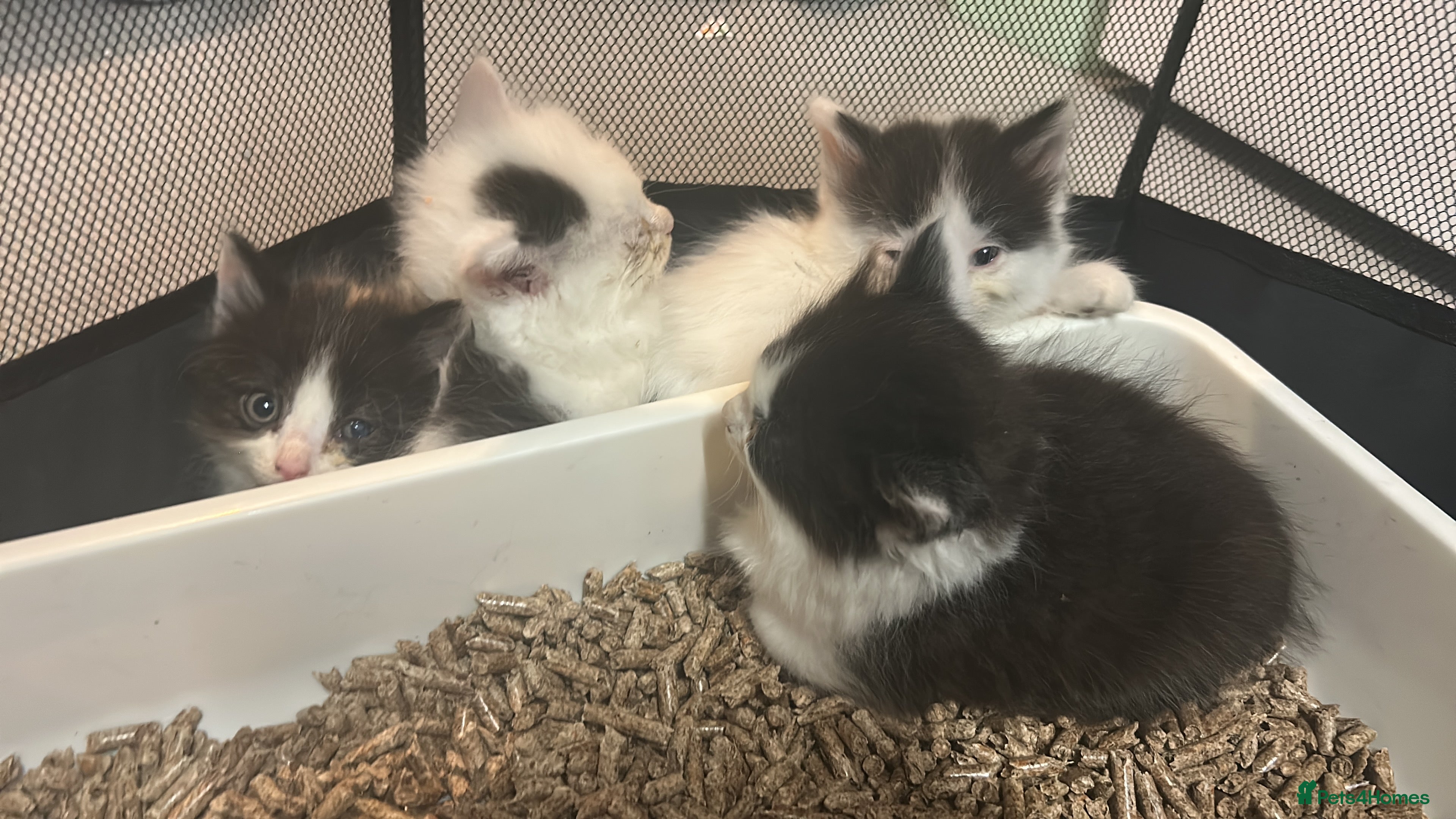 Mixed Breed cats 2 white and black long hairs kittens in March - Advert 1