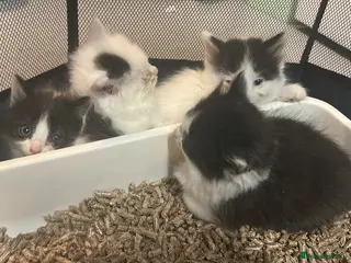 Mixed Breed cats 2 white and black long hairs kittens in March - Advert 1