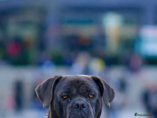 Cane Corso dogs For stud - Advert 5