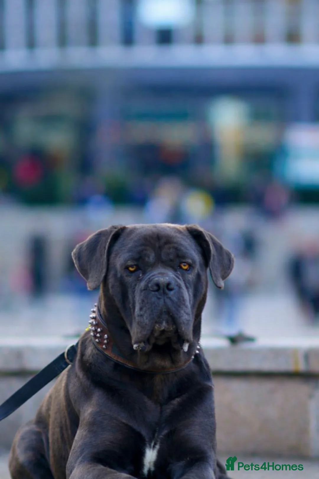 Cane Corso dogs for stud: For stud  - Advert 2