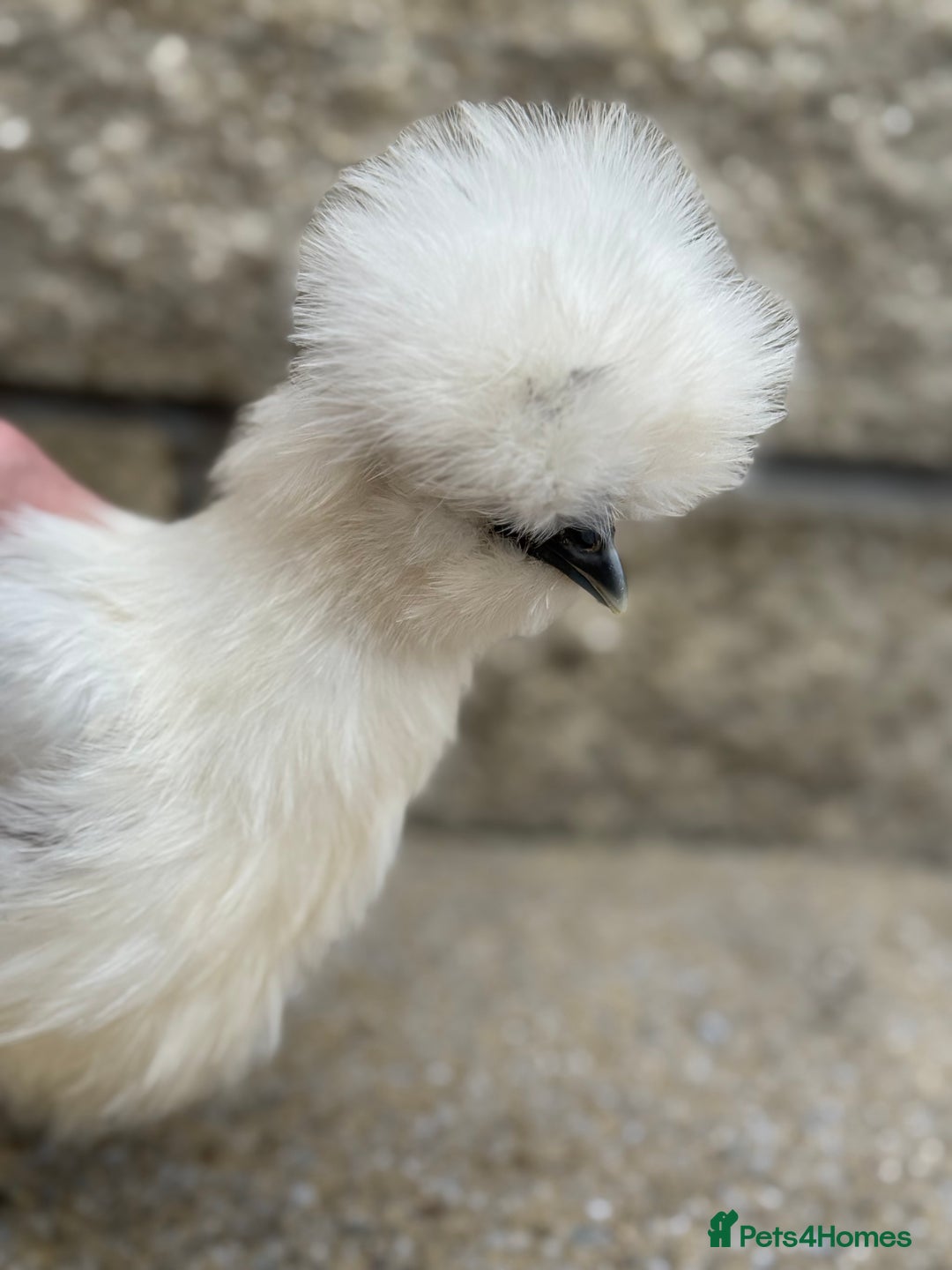 Chickens poultry for sale: Silkie Bantams - Image 11