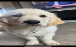 Golden Retriever dogs for sale: stunning KC reg male pup  - Image 2