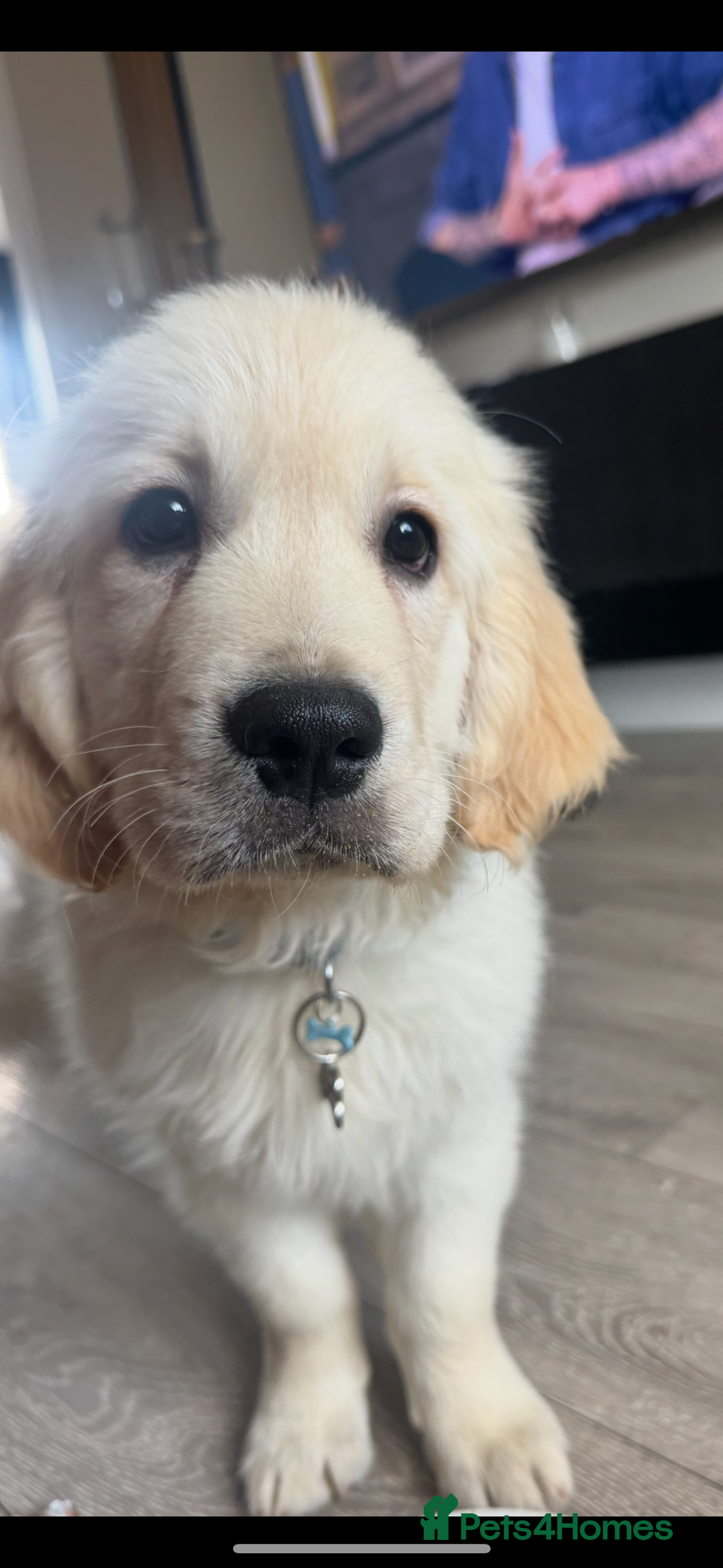 Golden Retriever dogs for sale: stunning KC reg male pup  - Image 2