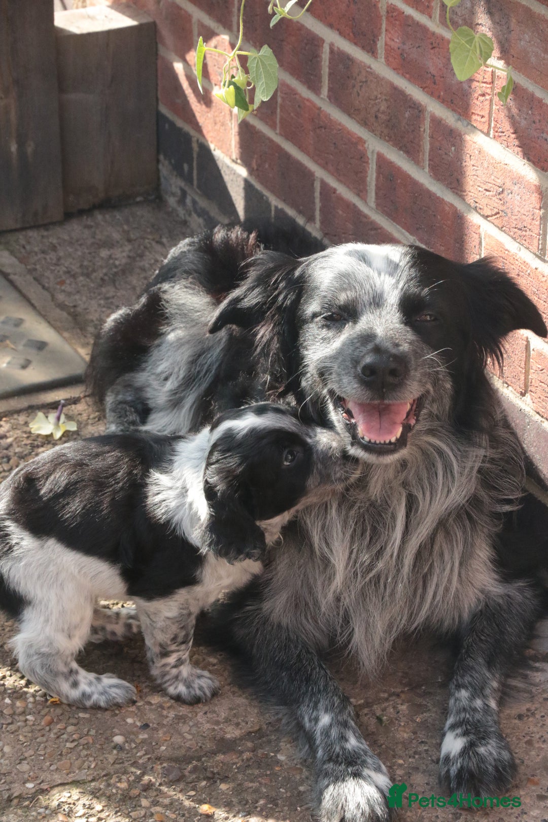 Mixed Breed dogs for sale: Merle Sprollies/Cotralian - Image 24