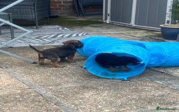 Border Terrier dogs for sale: Gorgeous KC reg Border Terrier Boys - Image 8