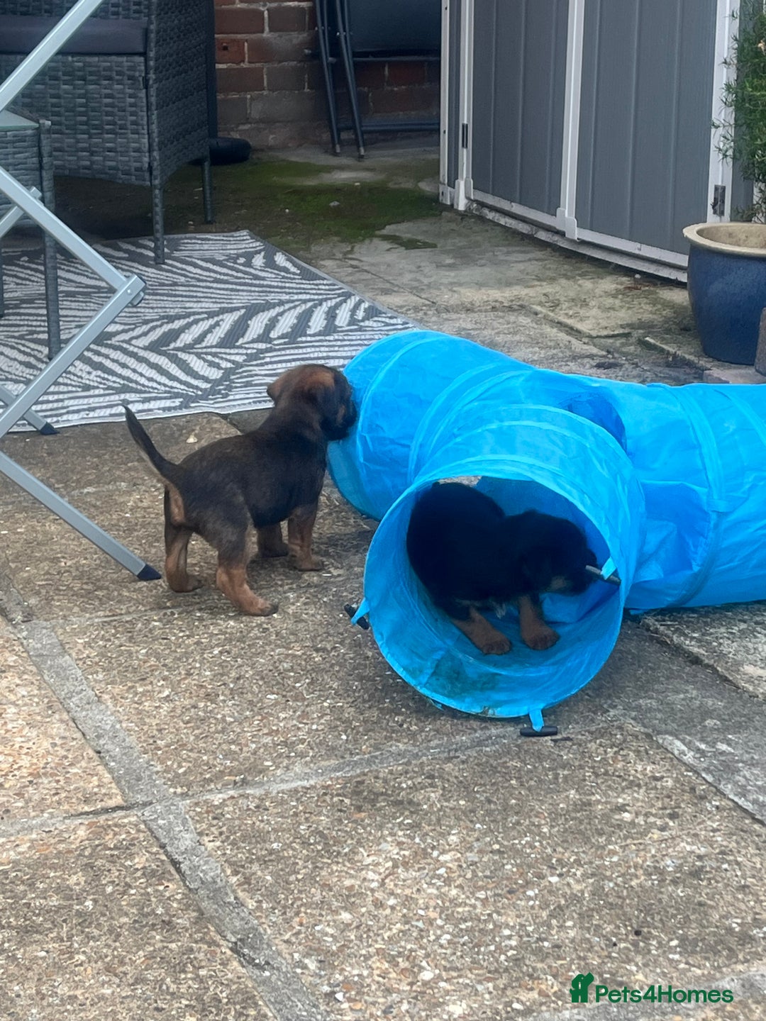 Border Terrier dogs for sale: Gorgeous KC reg Border Terrier Boys - Image 8