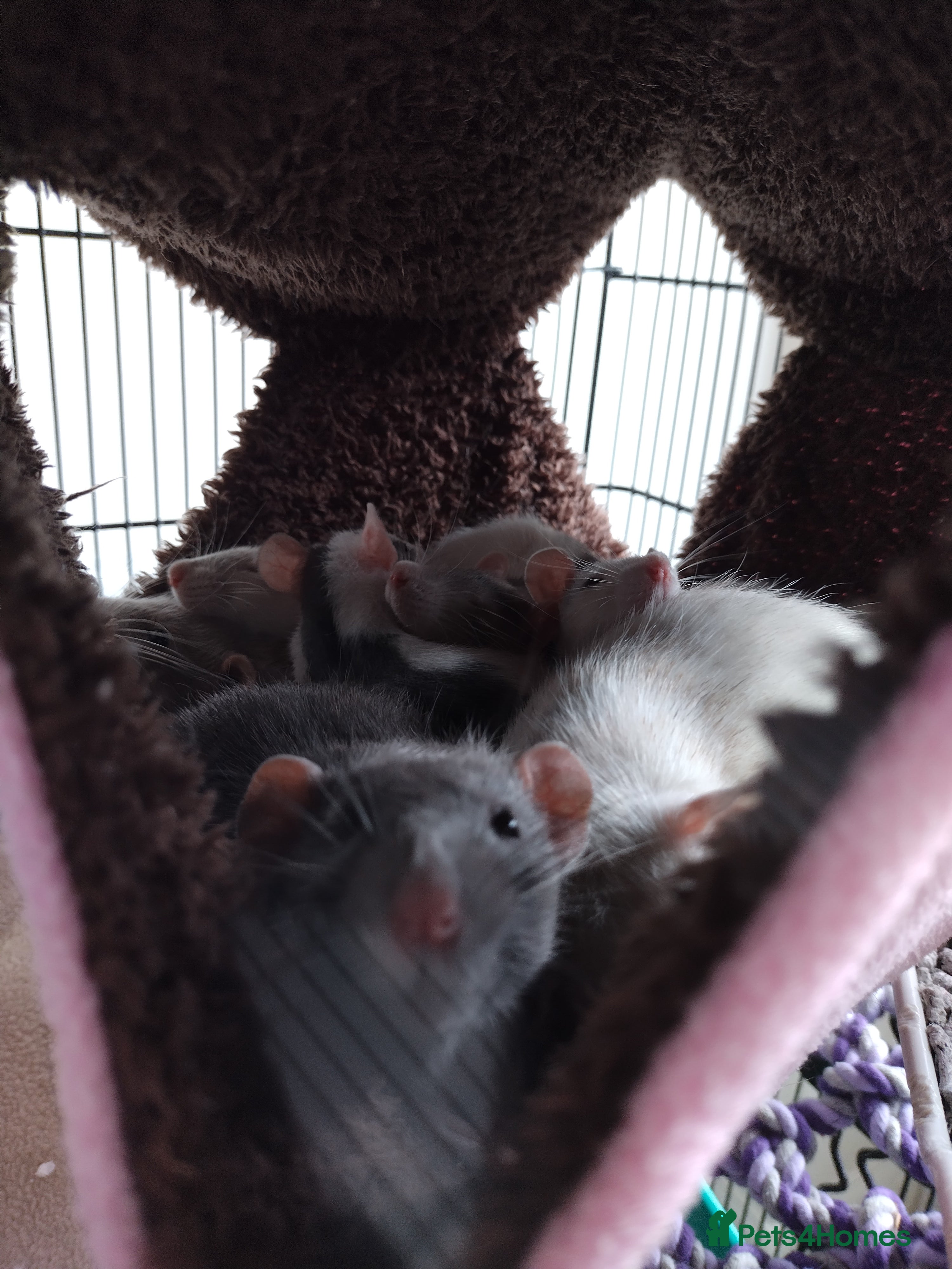 Rat rodents Beautiful baby rats for sale - Advert 12
