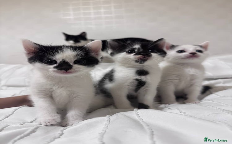 Mixed Breed cats - Advert 1
