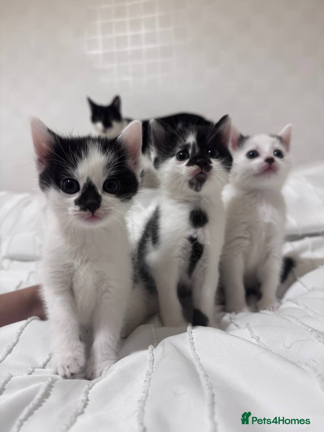 Mixed Breed cats for sale: 3 beautiful kittens looking for new home - Image 1