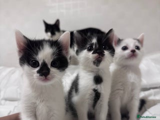 Mixed Breed cats - Advert 23