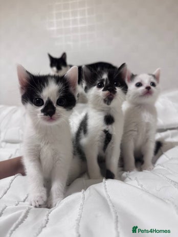 Mixed Breed cats - Advert 29