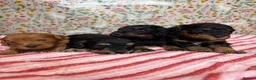 Cockapoo dogs for sale: F1b cockapoo puppies. Health tested parents.  - Advert 6