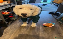 Old English Sheepdog dogs for stud: Beautiful, Happy Go Lucky Old English Sheepdog - Image 4