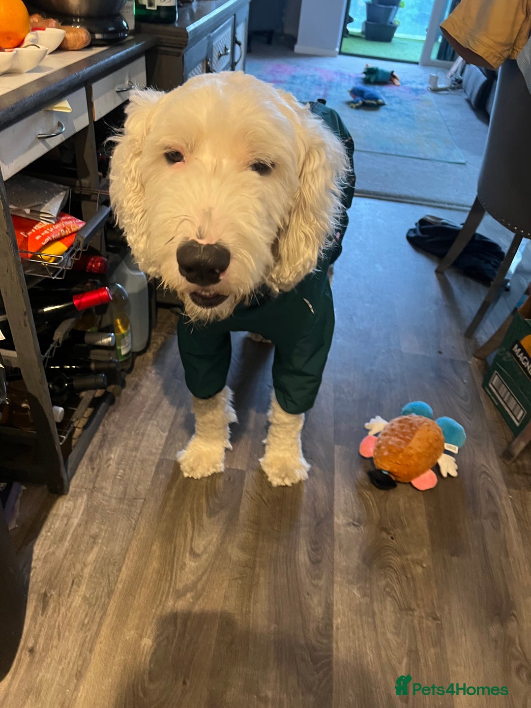 Old English Sheepdog dogs for stud: Beautiful, Happy Go Lucky Old English Sheepdog - Image 4