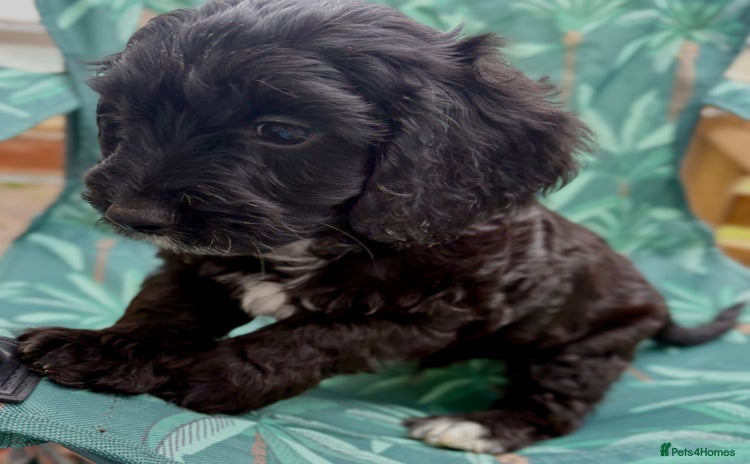 Cockapoo dogs - Advert 14
