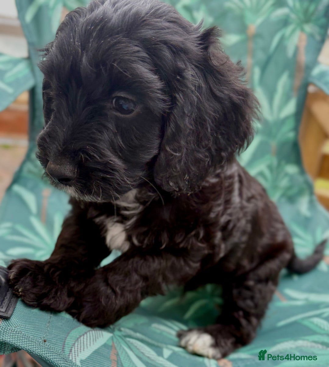 Cockapoo dogs for sale: Cockapoo puppies - Image 1