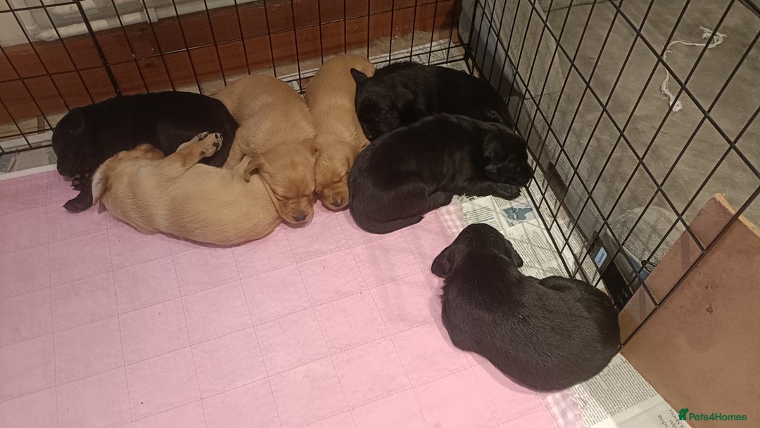 Labrador Retriever dogs for sale: Labrador Puppies  - Image 4