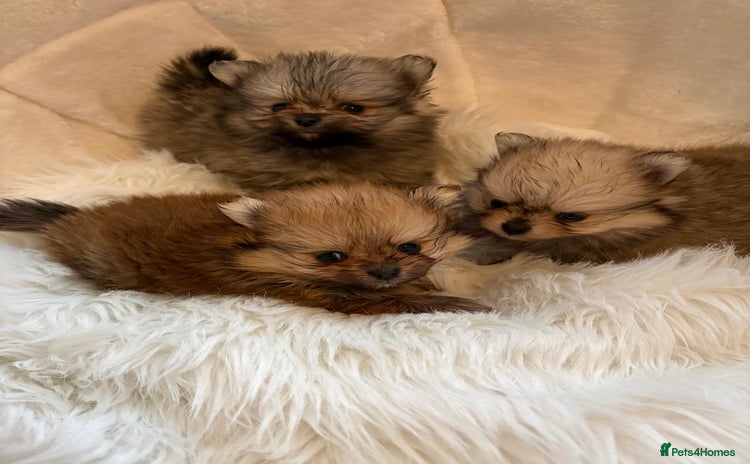 Pomeranian dogs Amazing KC pom puppies. Really tiny  - Advert 14