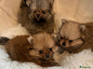 Pomeranian dogs Amazing KC pom puppies. Really tiny - Advert 1