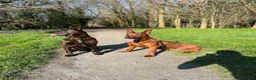 Mixed Breed dogs for sale: Buddy  - Advert 1